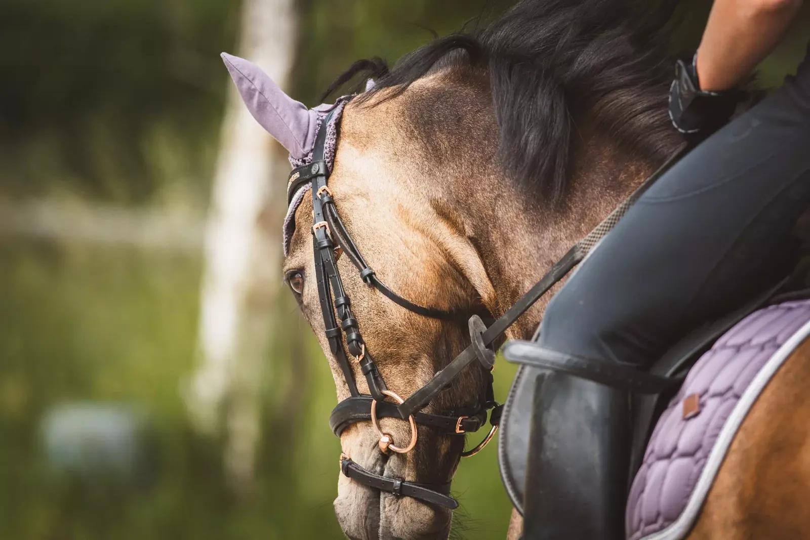Close-up of a horse’s head and bridle