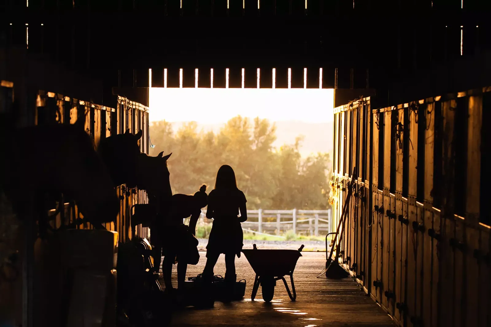 Stable against the light with horses in their boxes