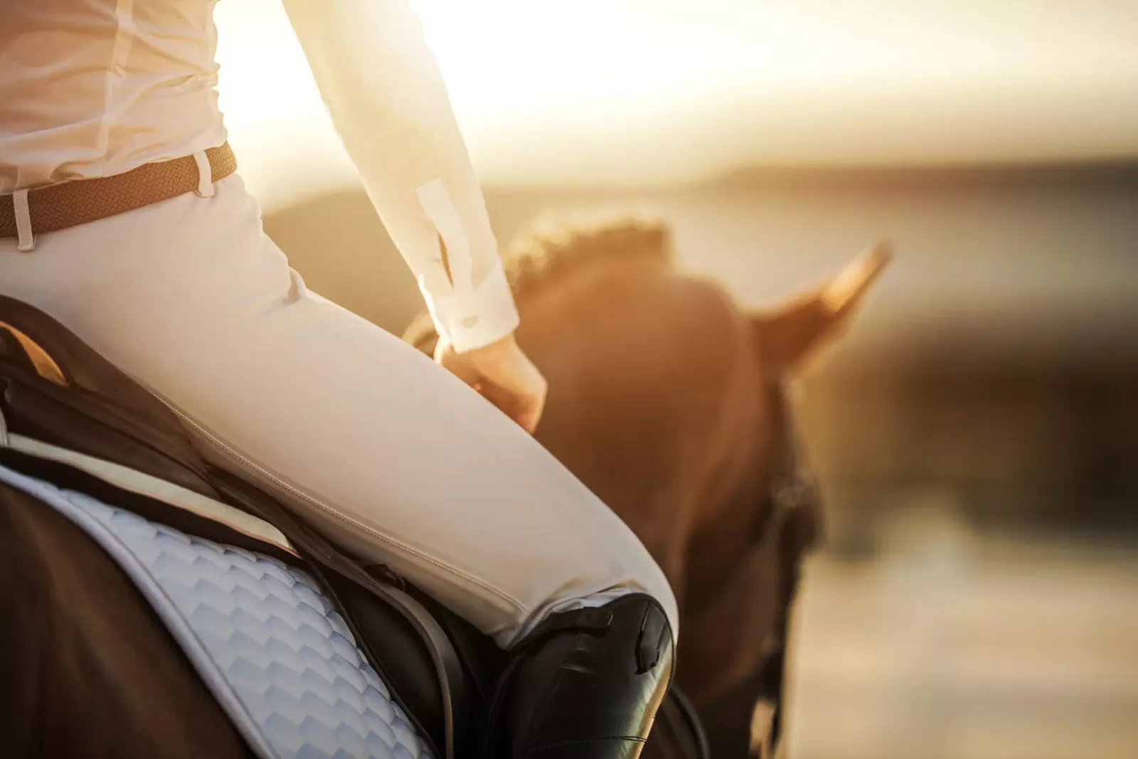 Close-up of a saddle and saddle pad