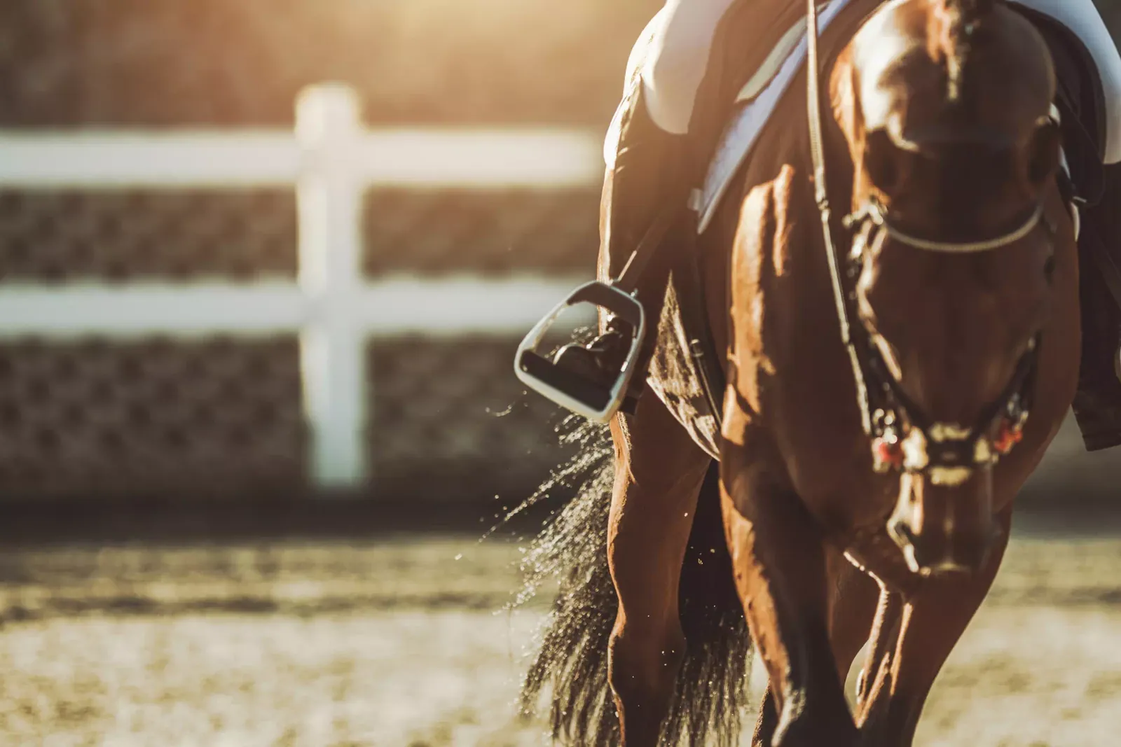 Horse trotting along the fence